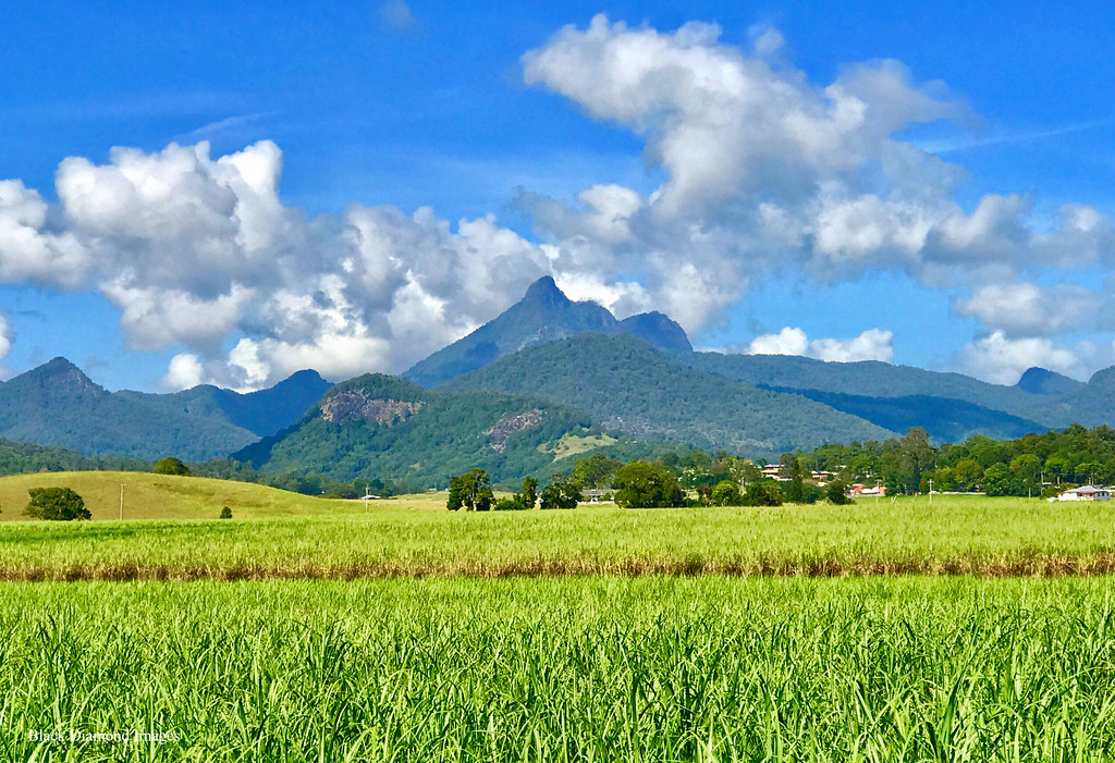 Sugar cane fields of the Northern Rivers with the volcanic peak of Wollumbin on the horizon