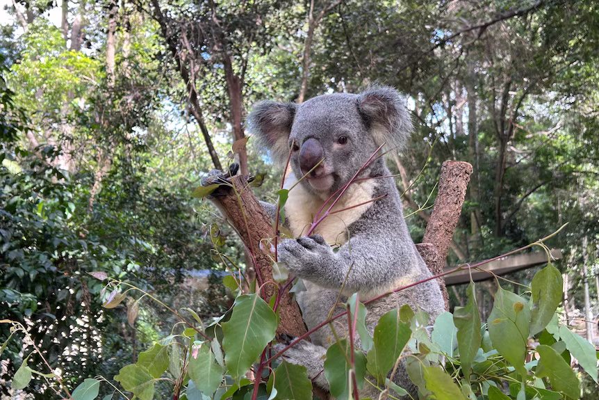 Koala resting in a eucalyptus tree at Lone Pine Koala Sanctuary, accessible senior tour Brisbane