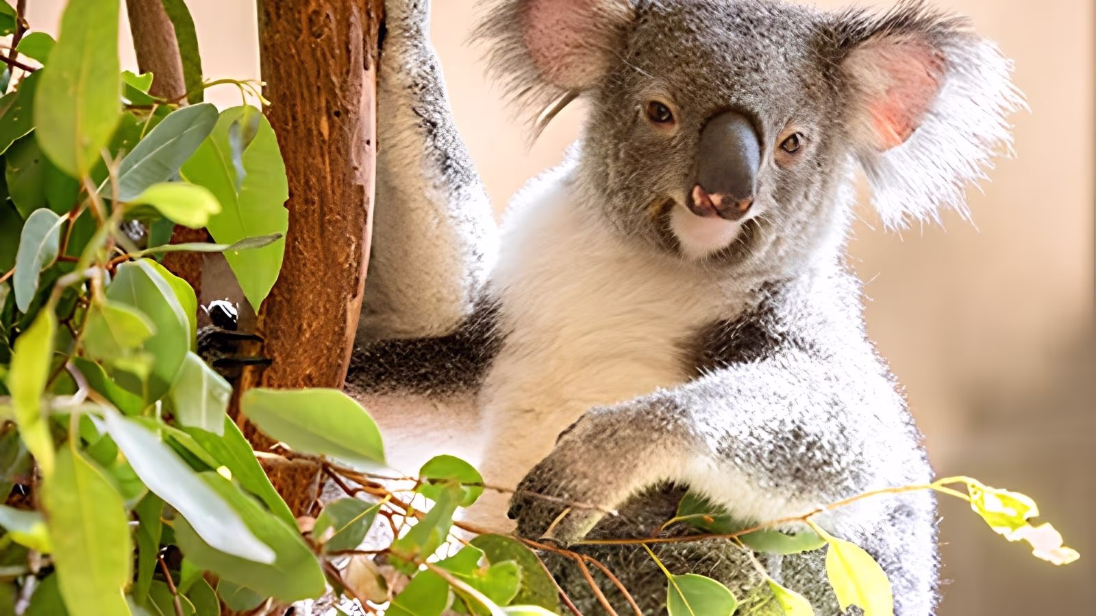A koala resting in a eucalypt, one of the Queensland species travellers time their trip around