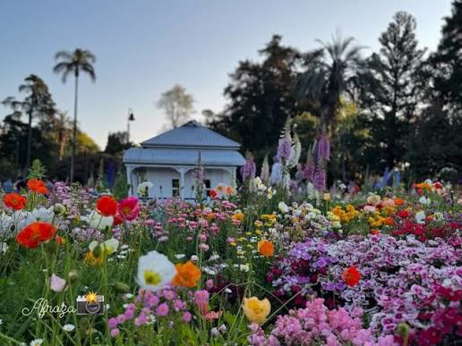 Decorated suburban garden on the drive between Carnival venues in Toowoomba