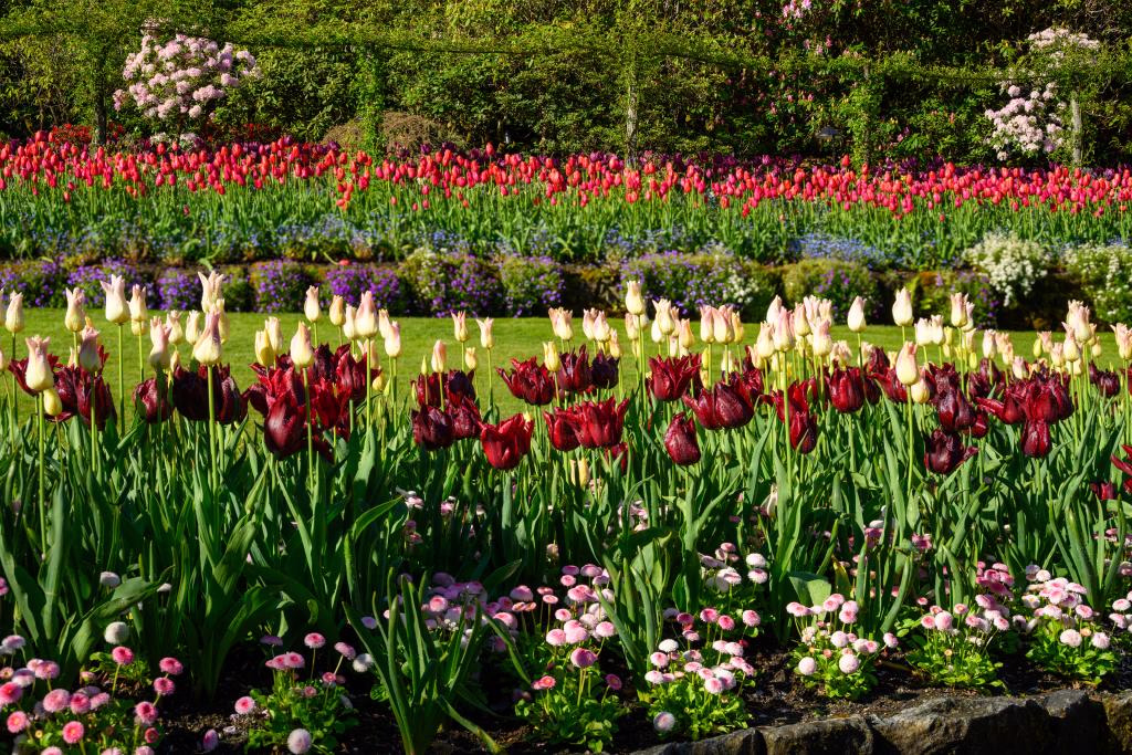Mass tulips at the Carnival — the horticultural craft refined across 77 festivals