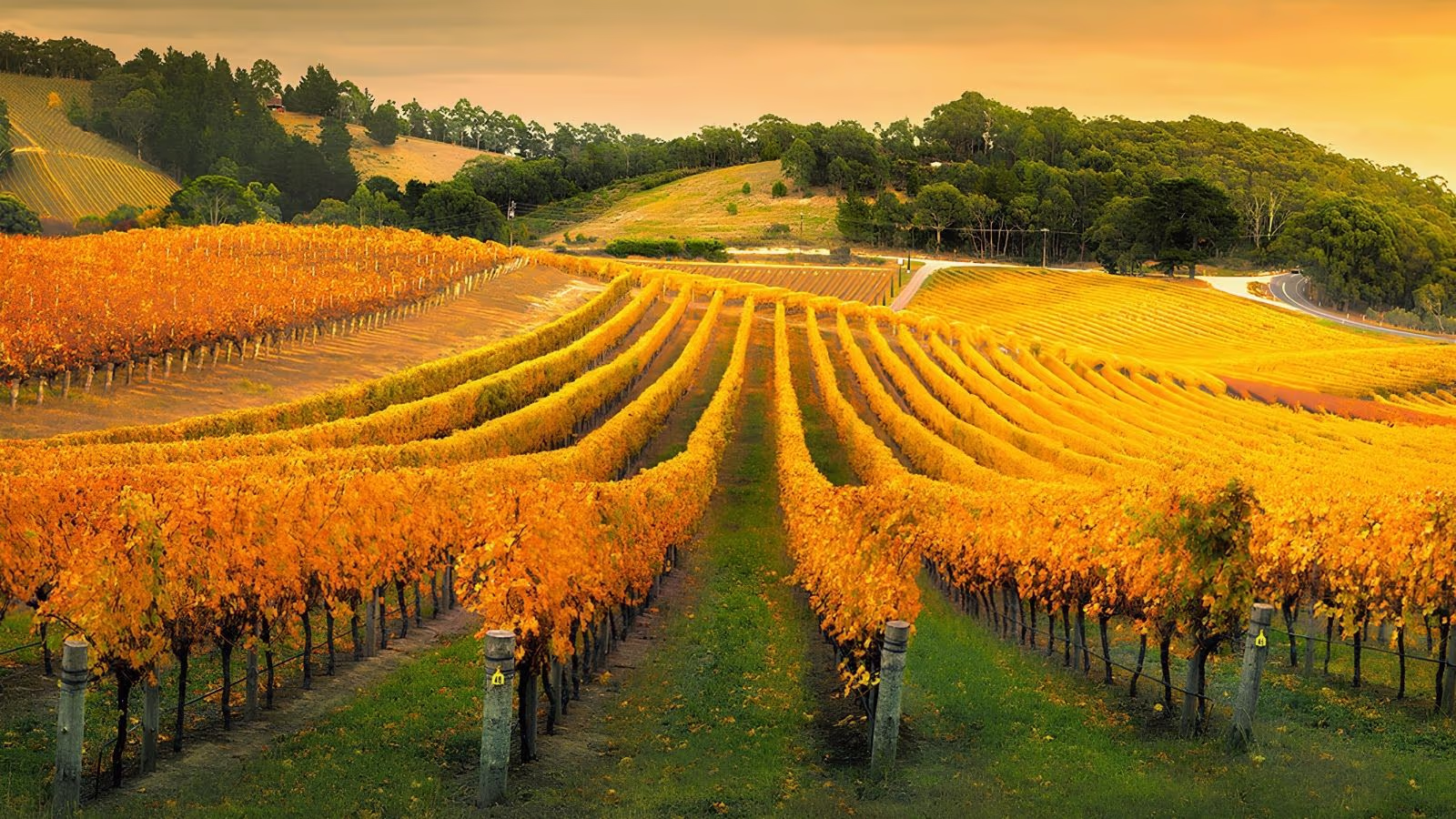 Rows of Barossa Valley grapevines turning gold in autumn, ready for harvest