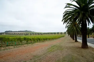 South Australia Wine Region