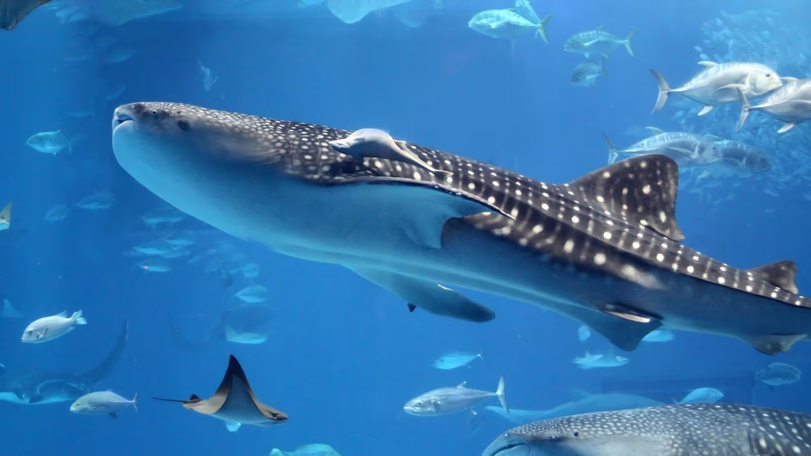 Ningaloo Reef Coral Bay crystal turquoise water snorkelling Western Australia — Highway 1 Big Lap swim with whale sharks March to July